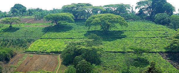 Kaffeeplantagen soweit das Auge reicht in Tansania, im Vordergrund einige Bananenpflanzen.