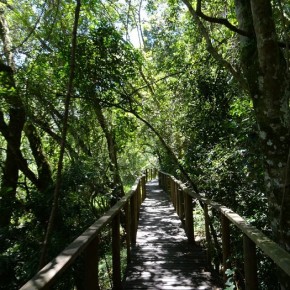 Ein gut ausgebauter Wanderweg führt durch den Dschungel