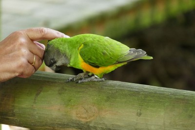Genüsslich lässt sich der kleine Senegal-Papagei streicheln