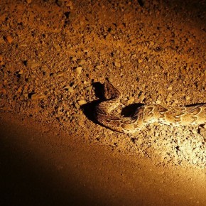 Die Puffotter ist eine der gefährlichsten Schlangen im südlichen Afrika