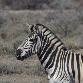 Die Zebras rasten und ruhen nicht – wir haben sie morgens, mittags und abends entdeckt