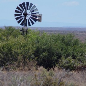 Die Brunnen in der Karoo werden durch Windräder betrieben. Oft sind es die einzigen Wasserstellen für die Tiere weit und breit
