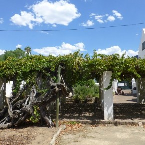 Der wohl älteste Weinstock der Welt wurde 1870 gepflanzt und trägt heute noch reichlich
