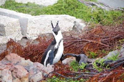 Die Afrikanischen Pinguine machen dieselben Geräusche wie Esel