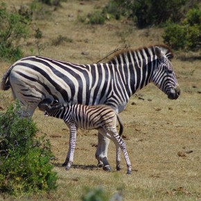 Immer wieder schön anzusehen – die Zebras