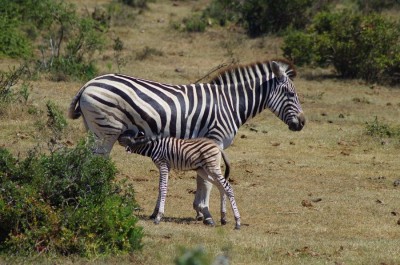 Immer wieder schön anzusehen – die Zebras