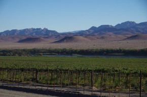 In Namibia wird Wein angebaut, jedoch nur zum Vernaschen der Trauben, die überwiegend nach Europa exportiert werden.