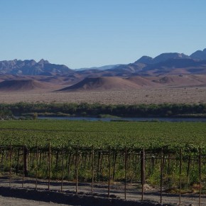 In Namibia wird Wein angebaut, jedoch nur zum Vernaschen der Trauben, die überwiegend nach Europa exportiert werden.