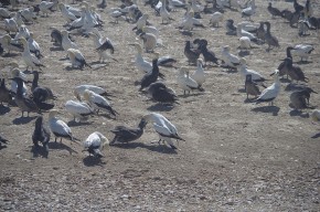 Die Tölpelkolonie in Lamperts Bay, die dunklen Vögel sind Jungtiere.