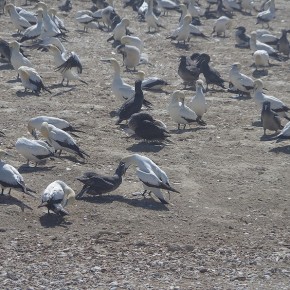 Die Tölpelkolonie in Lamperts Bay, die dunklen Vögel sind Jungtiere.