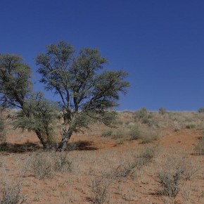 typisch Kalahari
