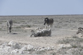 Ausgelassen wälzen sich die Zebras im Staub der Wüste.