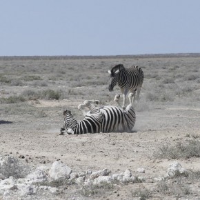 Ausgelassen wälzen sich die Zebras im Staub der Wüste.