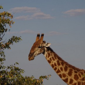 Vorsichtig nähert sich die Giraffe ihrem Lieblingsbaum.