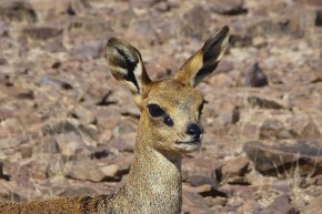 Es sind nur vier Beine, ein Paar Augen und ein Paar Ohren. Dikdiks sind mit rund 40 cm Schulterhöhe die kleinste Antilopenart.