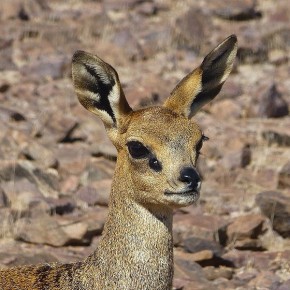 Es sind nur vier Beine, ein Paar Augen und ein Paar Ohren. Dikdiks sind mit rund 40 cm Schulterhöhe die kleinste Antilopenart.