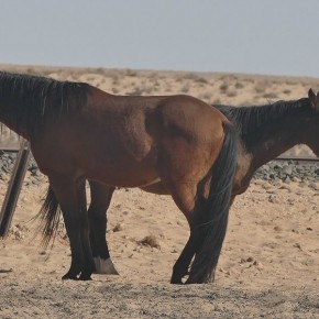 Das Doppelkopppferd gibt es nur in Namibia.