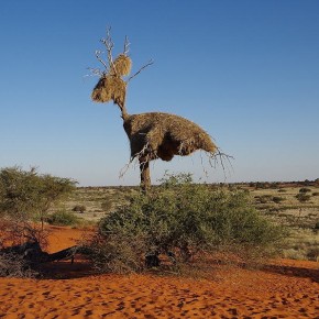 Die schönsten Seiten der Kalahari