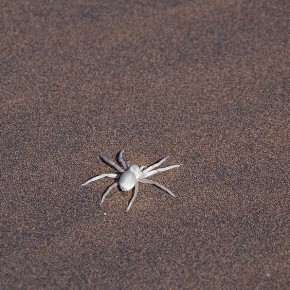 ... und weißen Spinnen gibt es nur in der Namib-Wüste.