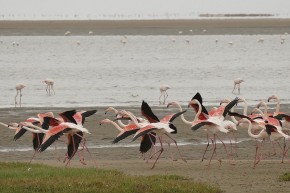 An der Lagune in Walfish Bay leben tausende Flamingos.