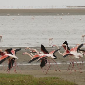 An der Lagune in Walfish Bay leben tausende Flamingos.