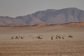 Im Westen die Namib-Wüste...