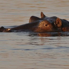 Unterwegs zwischen Kavango und Sambesi Unterwegs zwischen Kavango und Sambesi