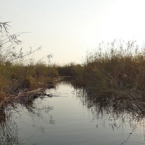 Der Kwando River ist von einem riesigen Schilfgürtel umgeben.