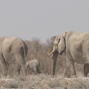 Quer durch den Etosha-Nationalpark Quer durch den Etosha-Nationalpark