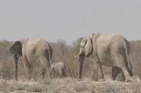 Die Elefanten nehmen ihr Junges in die Mitte.