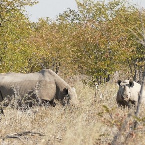 Familie Rhino auf Futtersuche