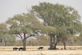 Die Tiere im Mosi Oa Tunya-Nationalpark suchen in der Mittagshitze Schatten.