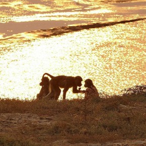 Rund um den Luangwa River Rund um den Luangwa River