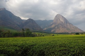 Tee soweit das Auge reicht, vor der Kulisse des höchsten Berges von Malawi.