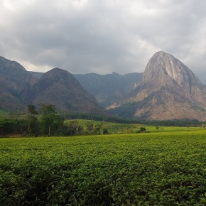 Tee soweit das Auge reicht, vor der Kulisse des höchsten Berges von Malawi.