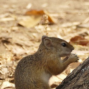 Das kleine Hörnchen freut sich über die Rester vom Frühstück.