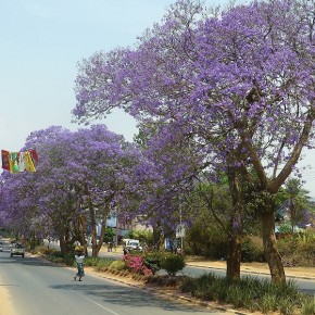 Ganz in Blau präsentiert sich die Hauptstraße in Mzuzu.