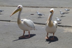 Am Fischmarkt in Swakopmund warten die Mitesser.