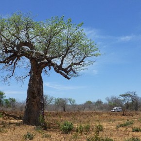 Immer wieder sehenswert sind die Baobabs in der Nähe von Gewässern.