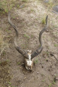 Im Busch - früher war es ein Kudu. Überall auf der Farm gibt es solche Fundstücke.