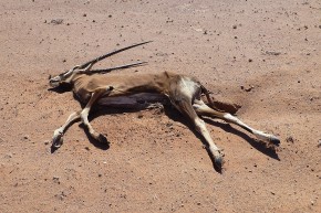 Im südlichen Afrika herrscht eine große Dürre. Immer wieder liegen verhungerte und verdurstete Tiere am Wegrand.