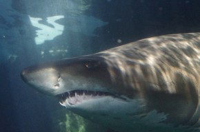 Und der Haifisch, der hat Zähne...