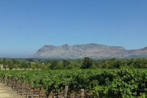 Wein soweit das Auge reicht: Blick von Groot Constantia über die Ostseite der Kaphalbinsel.