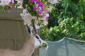 Sag es mit Blumen. Die Bougainvillea schmeckt dem Springbock offensichtlich sehr gut.