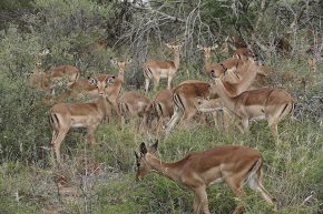 Eine der wenigen Fotos bei der atemberaubenden Fahrt durch den Mokoloti-Nationalpark bescherte uns diese Antilopenherde...
