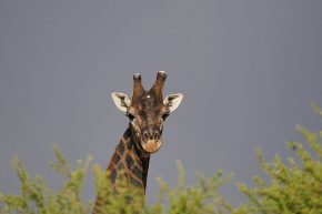 ... und diesen wunderschönen Giraffensenior. Je älter die Tiere sind, desto dunkler werden sie.