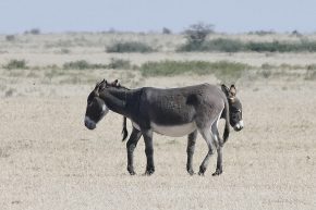 Doppelkopf in den Weiten der Kalahari.