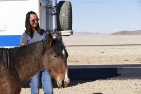 Die Wilden Pferde der Namib sind gar nicht so wild.