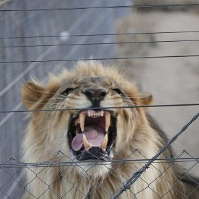 Noch zeigt er seine Zähne hinter Gittern. In wenigen Wochen soll der Löwe ausgewildert werden, dann sind Revierkämpfe zu befürchten. Seine Artgenossen besuchen ihn schon jede Nacht.