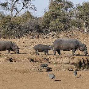 Familie Hippo auf dem Weg zum morgendlichen Bad.